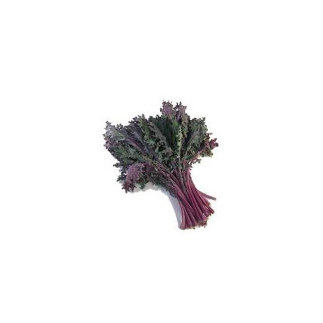 CHOU CURLY KALE ROUGE 4KG